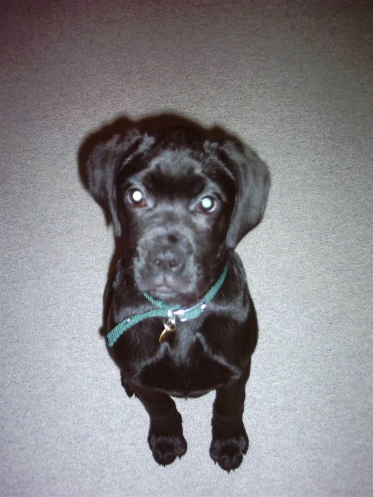 Blanding af racer Kira - Kira som hvalp.. charmetrold :D billede 6