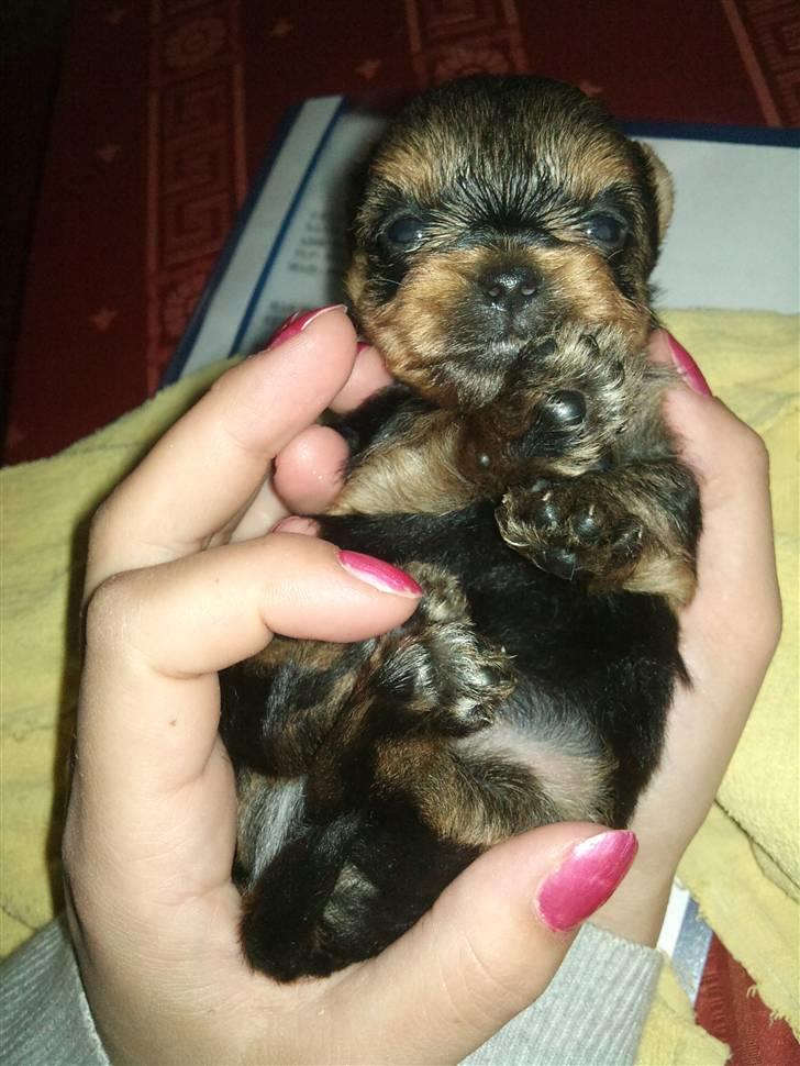Yorkshire terrier Messi billede 2