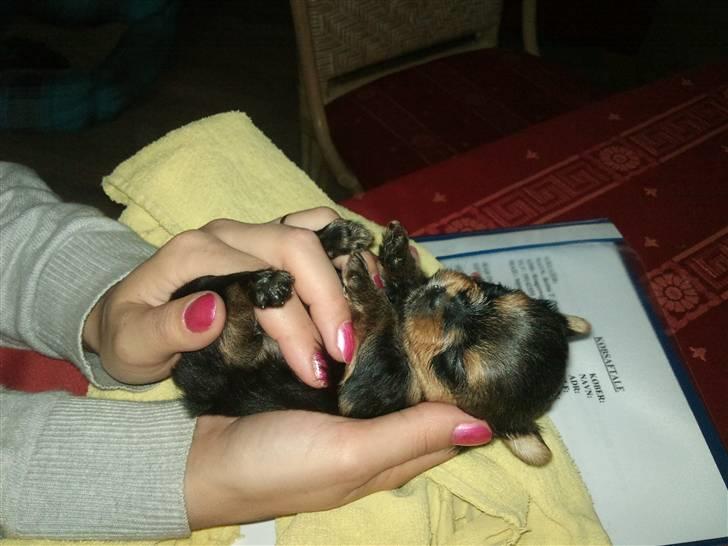 Yorkshire terrier Messi billede 3