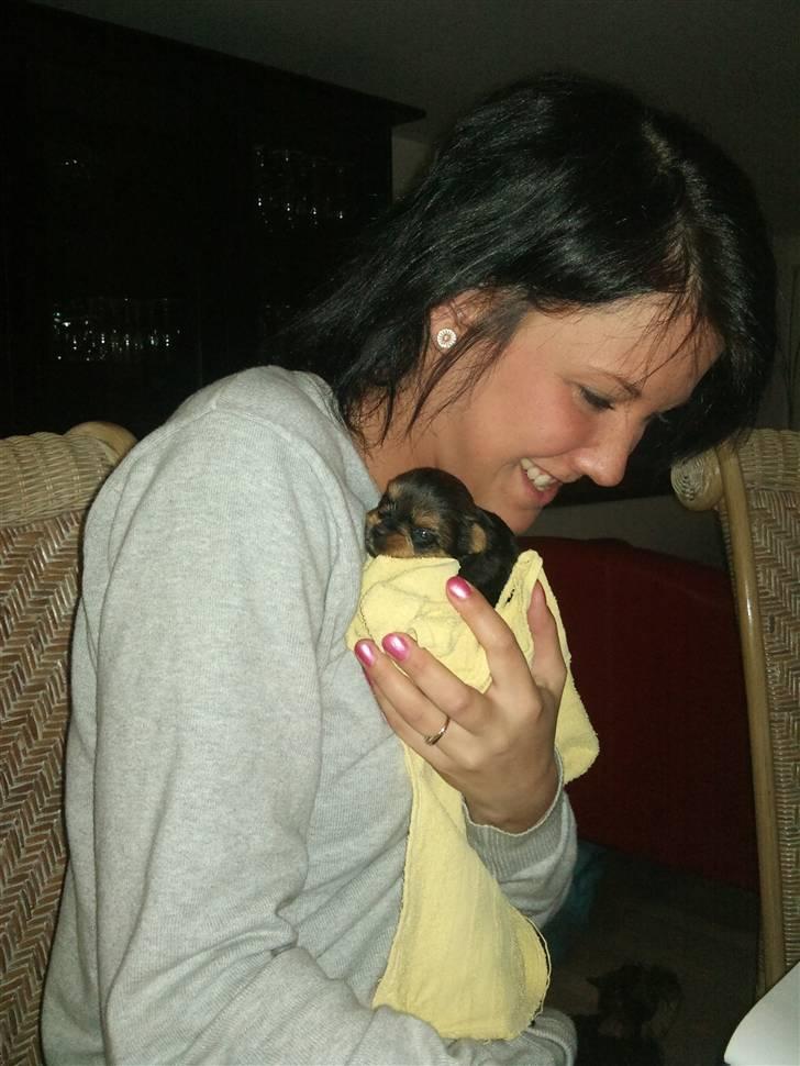 Yorkshire terrier Messi billede 4