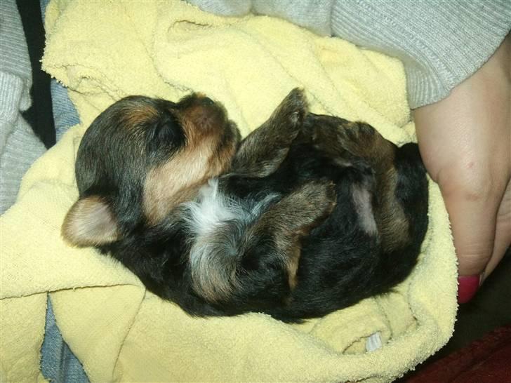 Yorkshire terrier Messi billede 5