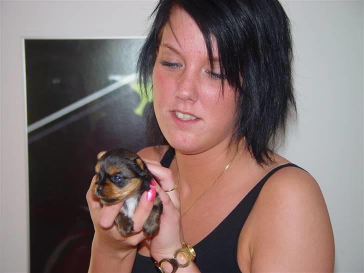 Yorkshire terrier Messi billede 6