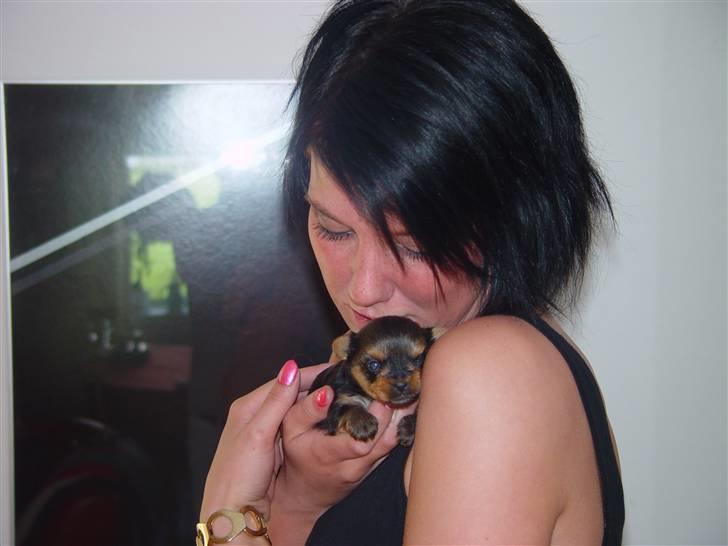 Yorkshire terrier Messi billede 7