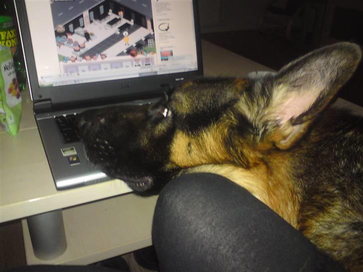 Schæferhund Anton (Almebo´s Obelix) billede 10