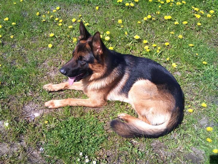 Schæferhund Anton (Almebo´s Obelix) billede 11