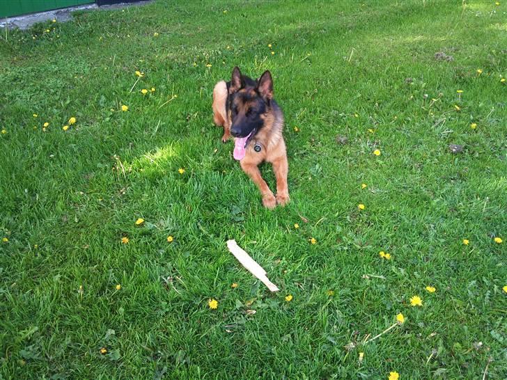 Schæferhund Anton (Almebo´s Obelix) billede 12