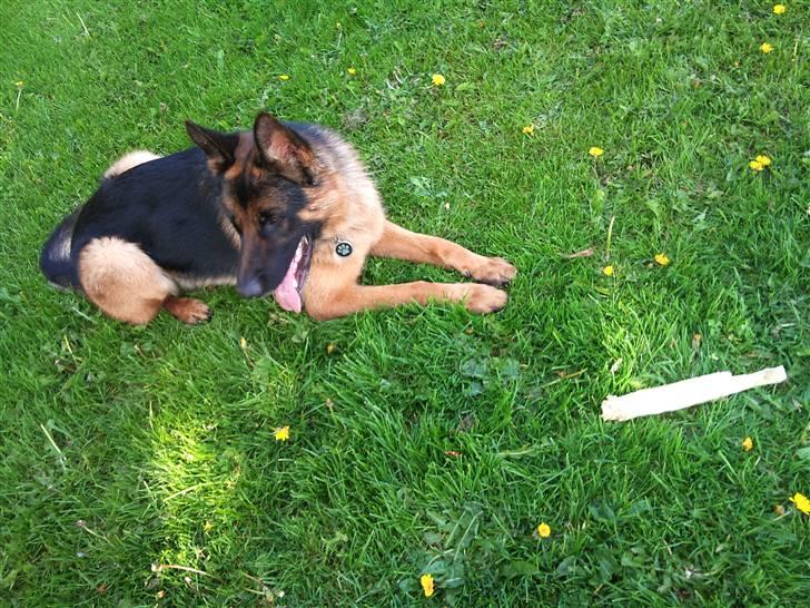 Schæferhund Anton (Almebo´s Obelix) billede 13