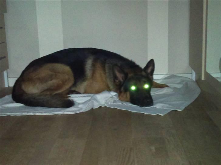 Schæferhund Anton (Almebo´s Obelix) billede 14