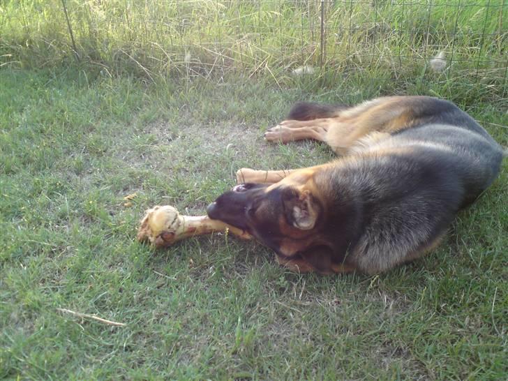 Schæferhund Anton (Almebo´s Obelix) billede 15