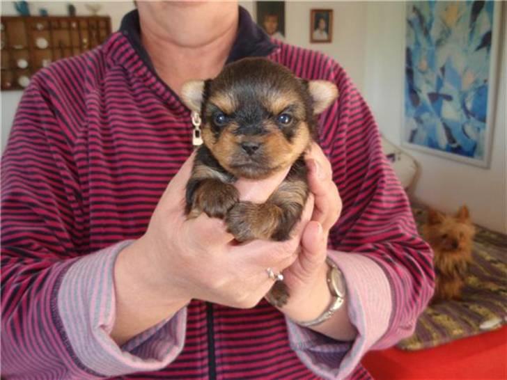 Yorkshire terrier Messi billede 8