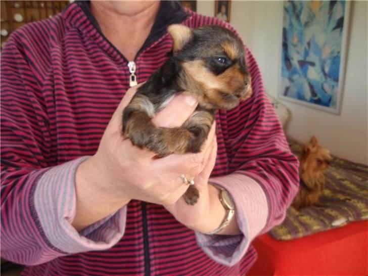 Yorkshire terrier Messi billede 9