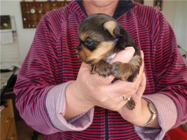 Yorkshire terrier Messi billede 10