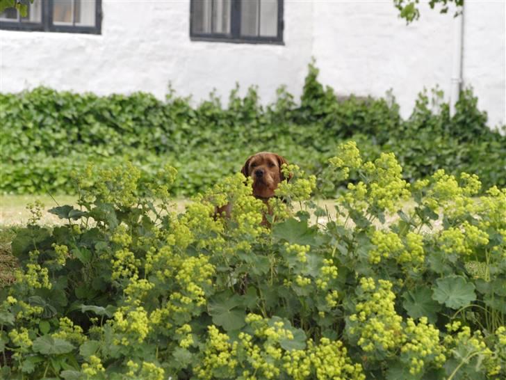 Basset fauve de bretagne Fendi billede 14