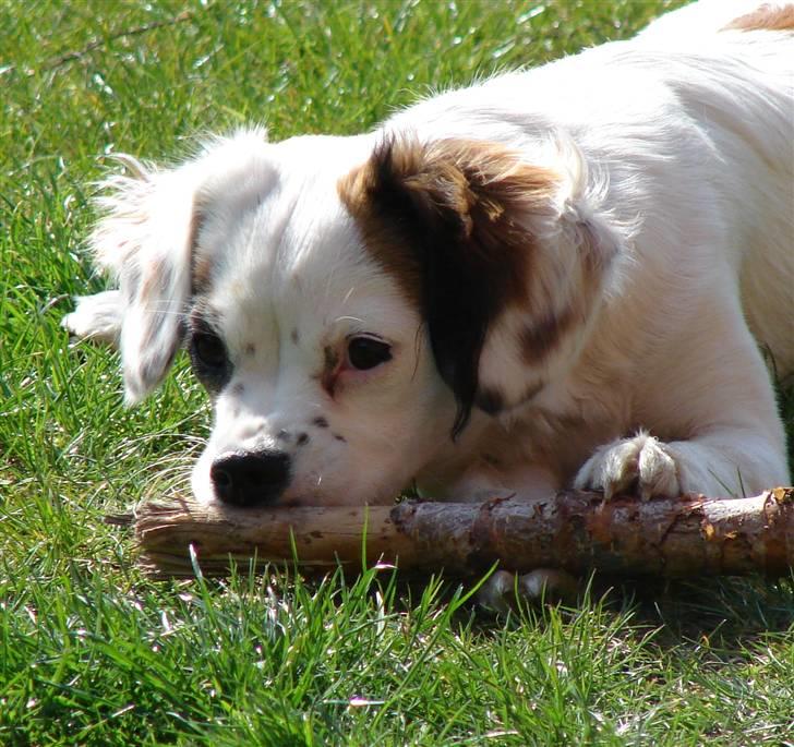 Blanding af racer Kaia - Mor har lært mig at dutte næsen på alt muligt.... Så forstår ikke det her ikke udløser godbidder?! billede 4
