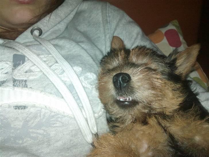 Norwich terrier My - My den tandløse :D billede 12