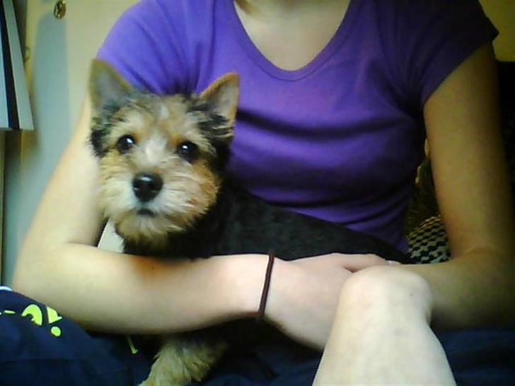 Norwich terrier My billede 13