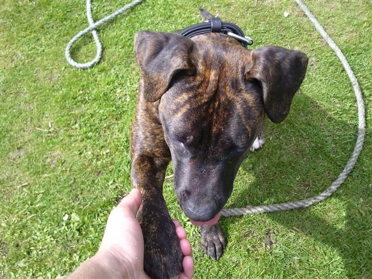 Amerikansk staffordshire terrier Tira billede 1