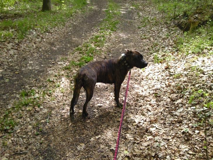 Amerikansk staffordshire terrier Tira billede 2