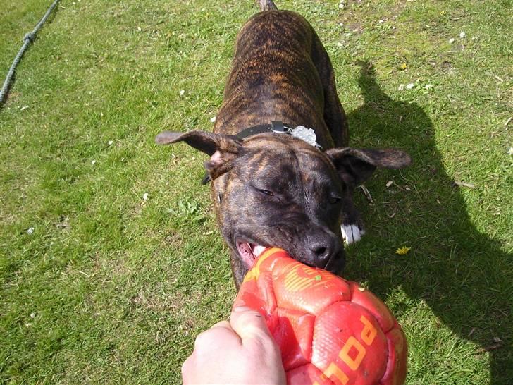 Amerikansk staffordshire terrier Tira billede 3