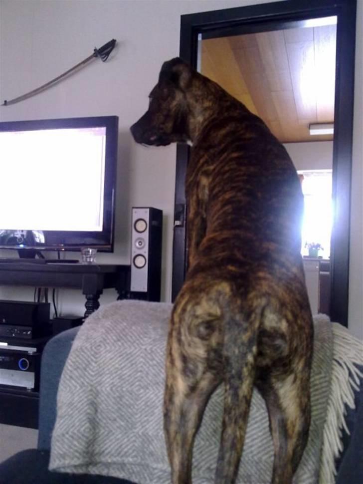 Amerikansk staffordshire terrier Tira billede 4