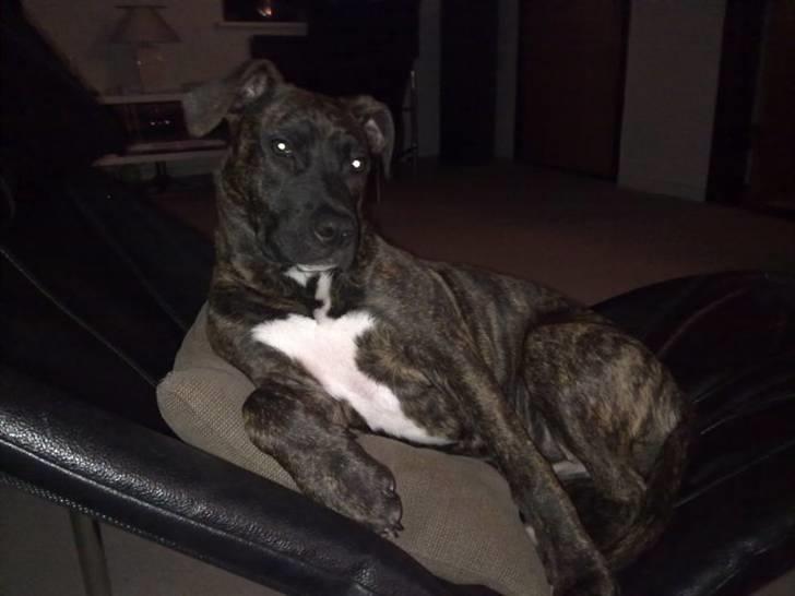 Amerikansk staffordshire terrier Tira billede 5