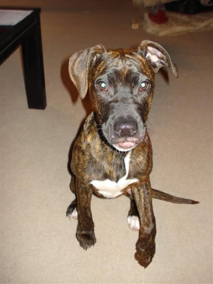 Amerikansk staffordshire terrier Tira billede 6