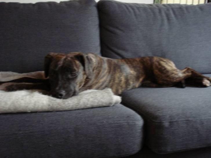 Amerikansk staffordshire terrier Tira billede 7