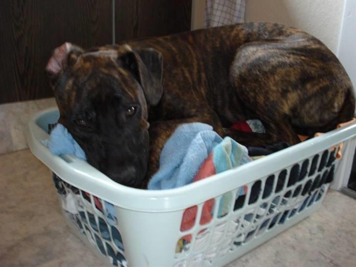 Amerikansk staffordshire terrier Tira billede 8