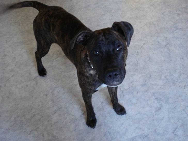 Amerikansk staffordshire terrier Tira billede 9