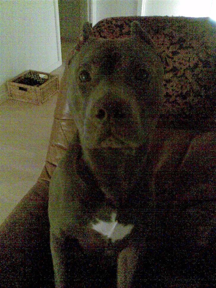 Amerikansk staffordshire terrier Bom Bom billede 18