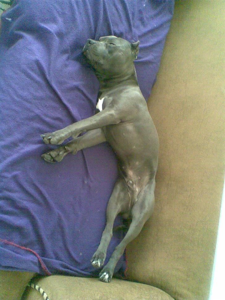 Amerikansk staffordshire terrier Bom Bom billede 19