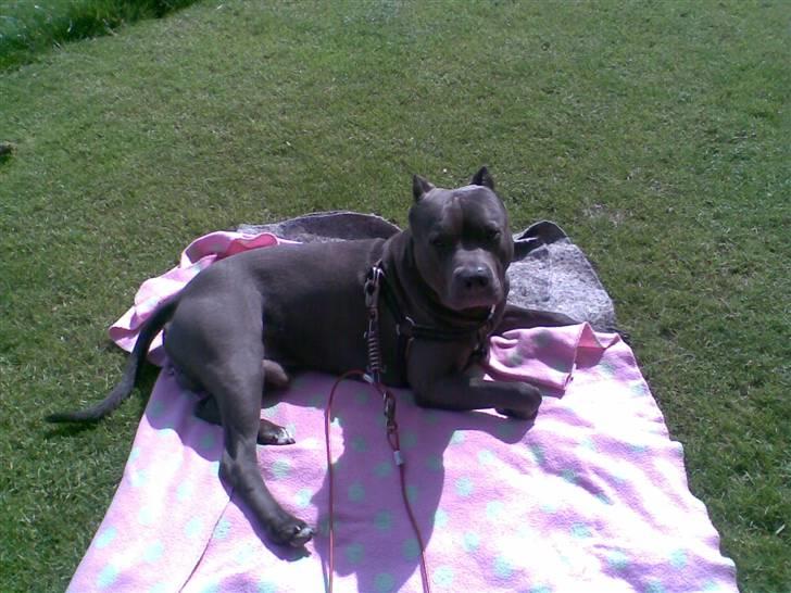 Amerikansk staffordshire terrier Bom Bom billede 20