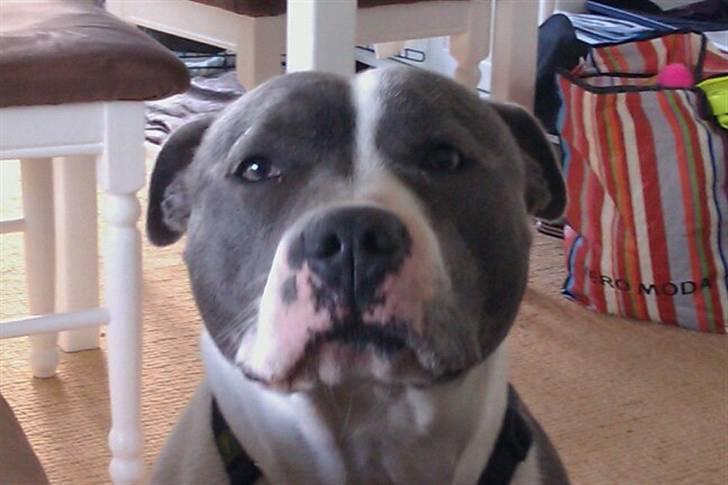 Staffordshire bull terrier Adam's Ghost Surprise billede 20