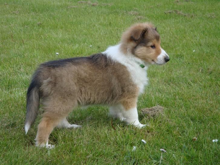 Collie langhåret Gaia - Så fin.. og næsten lige kommet hjem :) billede 30