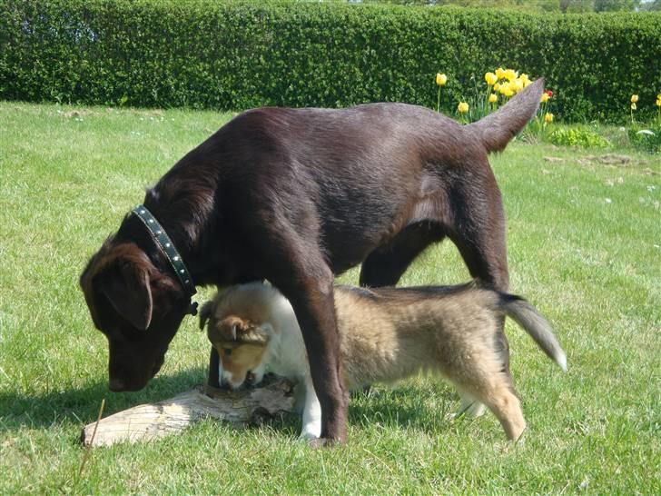 Collie langhåret Gaia - en god gammel og dejligt mør gren:) billede 29