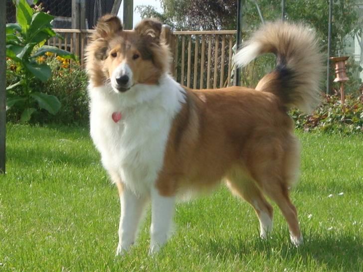Collie langhåret Gaia - Smukke Gaia 6,5 mdr. billede 21