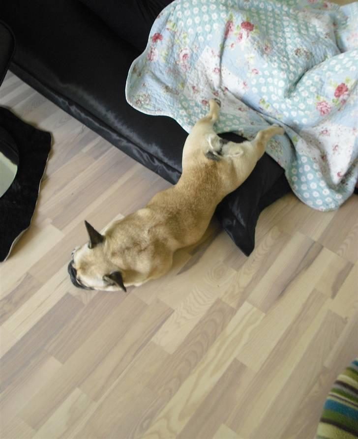 Fransk bulldog Nellie billede 12