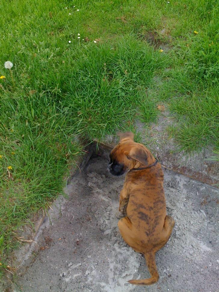 Boxer Balou  billede 10