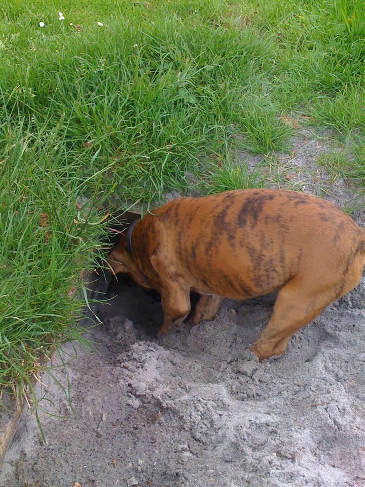 Boxer Balou  billede 11