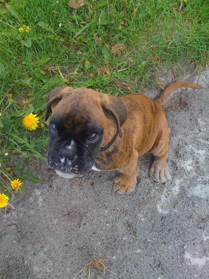 Boxer Balou  billede 12
