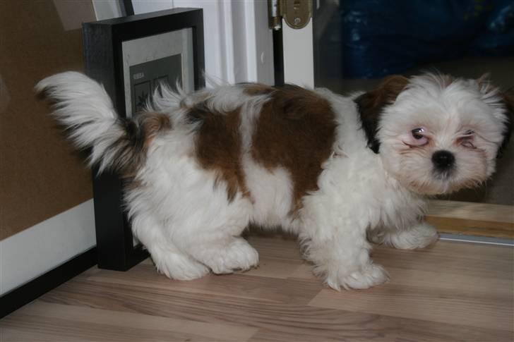 Shih tzu BUSTER billede 15