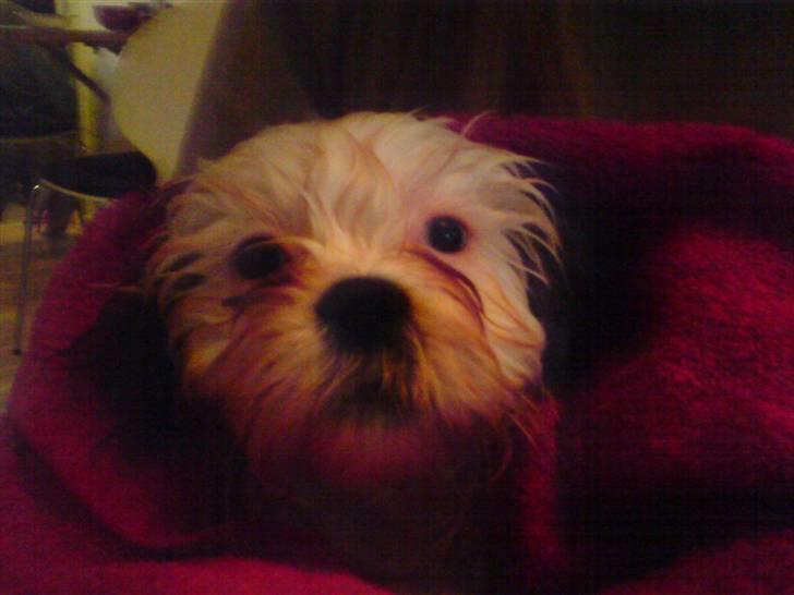 Shih tzu BUSTER billede 16