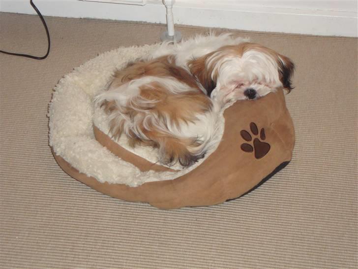 Shih tzu BUSTER billede 17