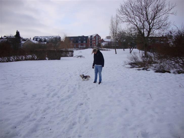 Shih tzu BUSTER billede 18