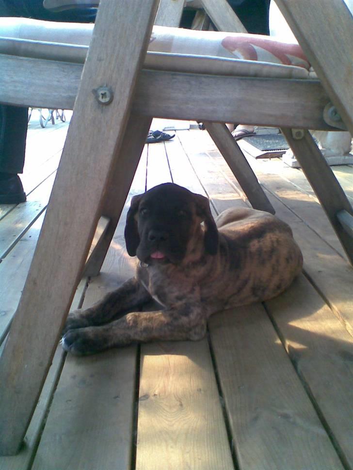 Blanding af racer bølle billede 7