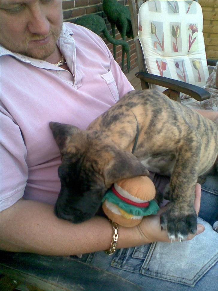 Blanding af racer bølle billede 9