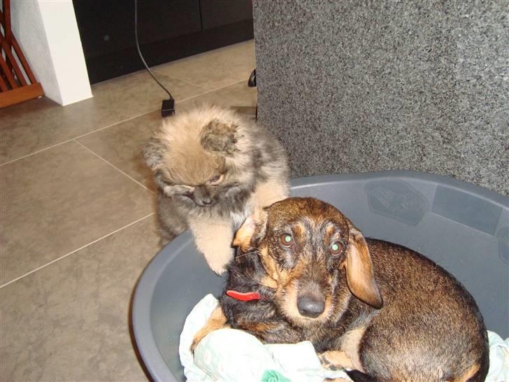 Pomeranian Morgan  billede 12