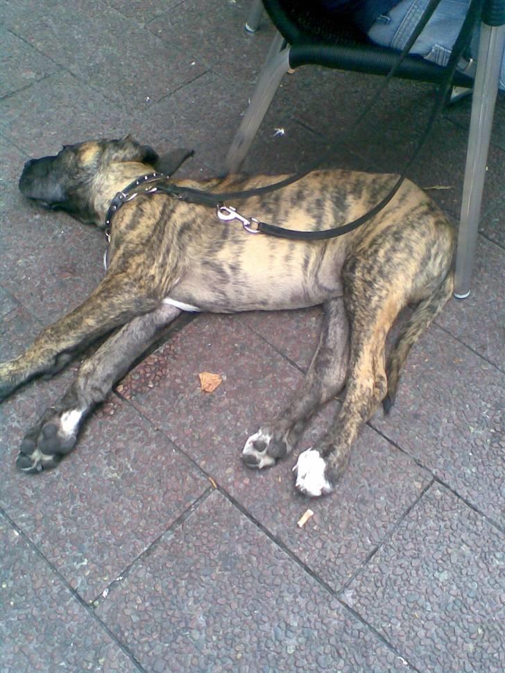 Blanding af racer bølle billede 10