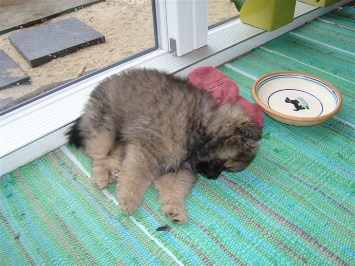 Pomeranian Morgan  billede 13