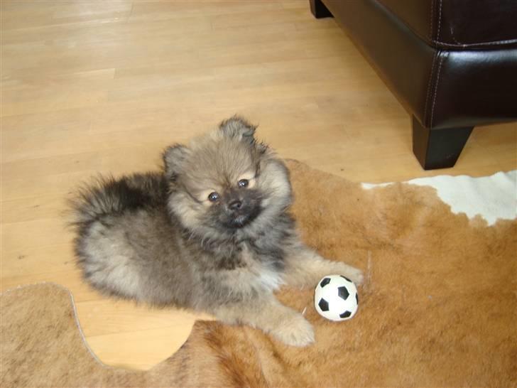 Pomeranian Morgan  billede 14